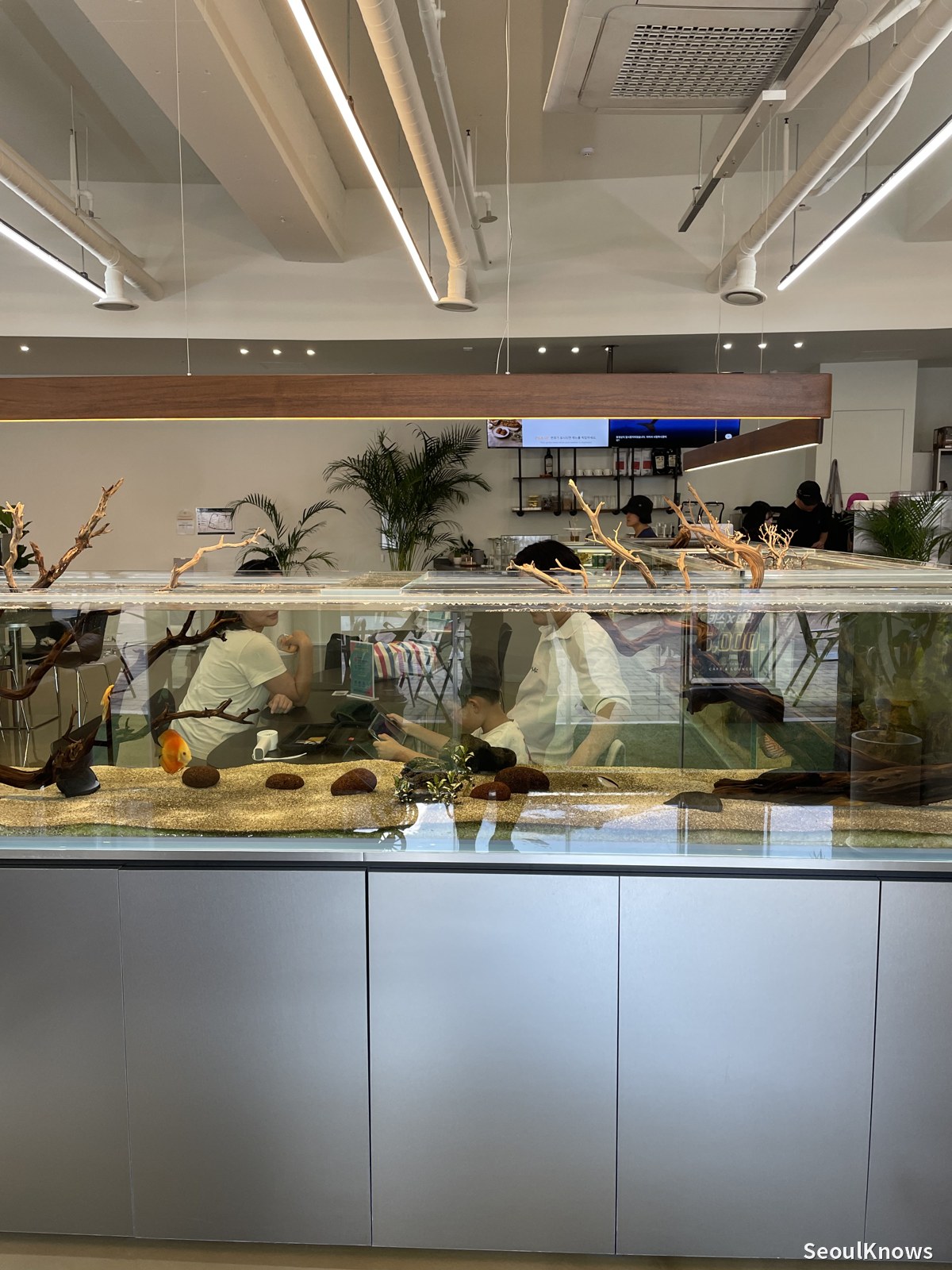 Reptile lizard display at Gallery de Aqua