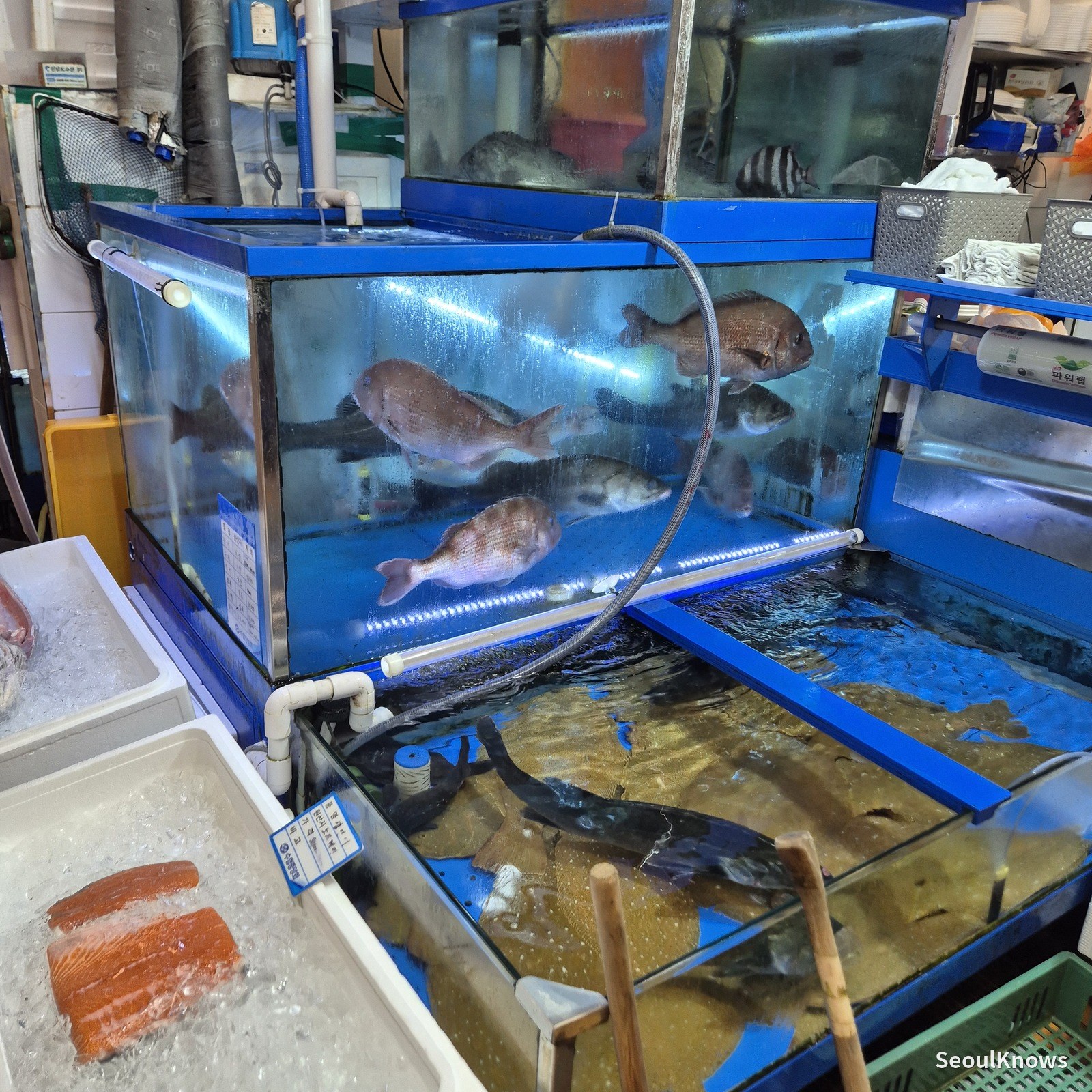 Live fish tank at Noryangjin Fish Market
