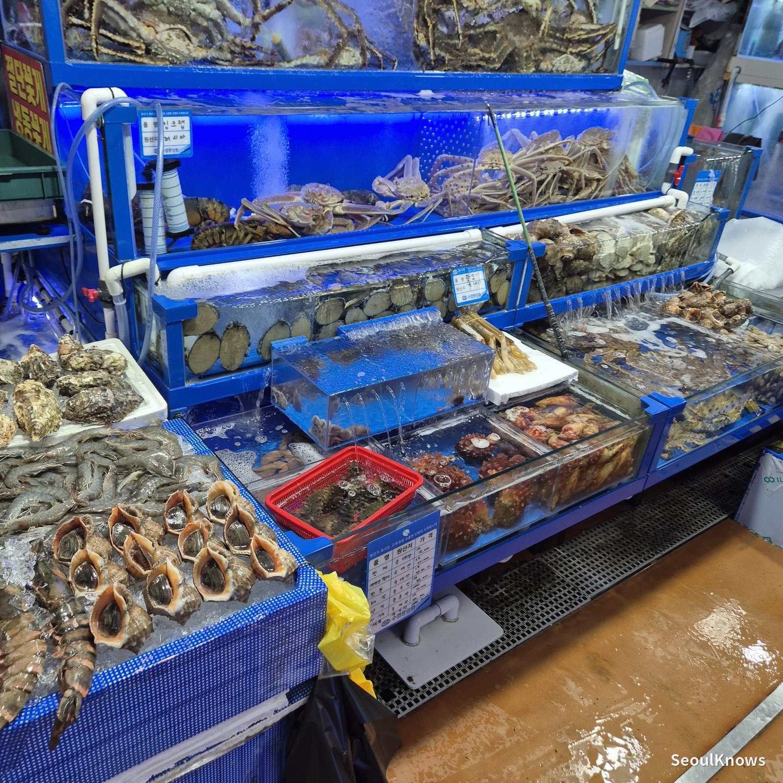 Abalone, sea cucumber and shellfish on display