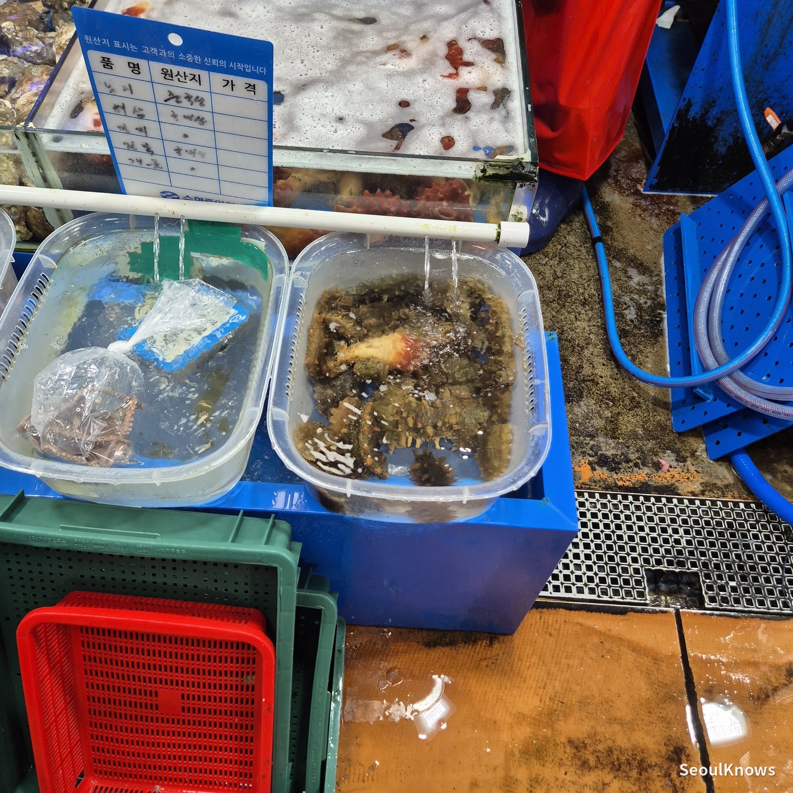 Live octopus and abalone in tubs with a price sign