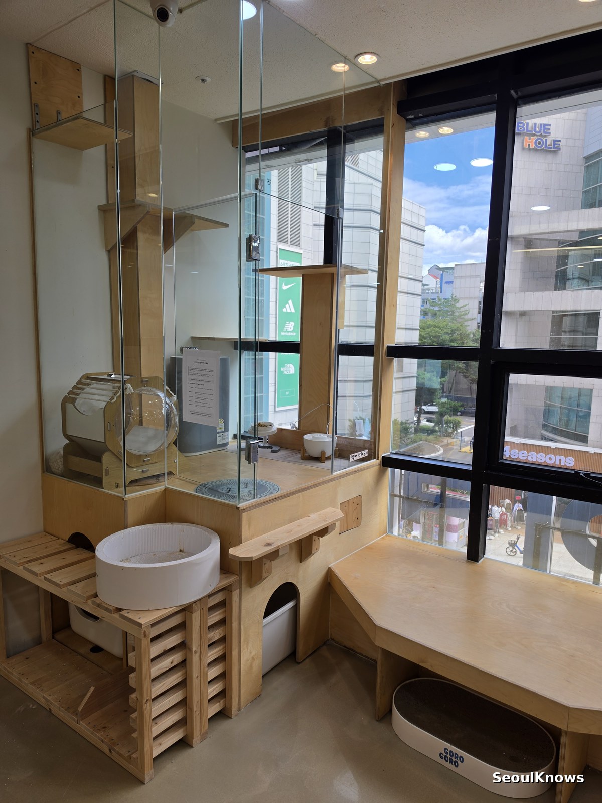 Cat Cafés in Korea: What They Cost, What to Expect, and the Rules Nobody Tells You