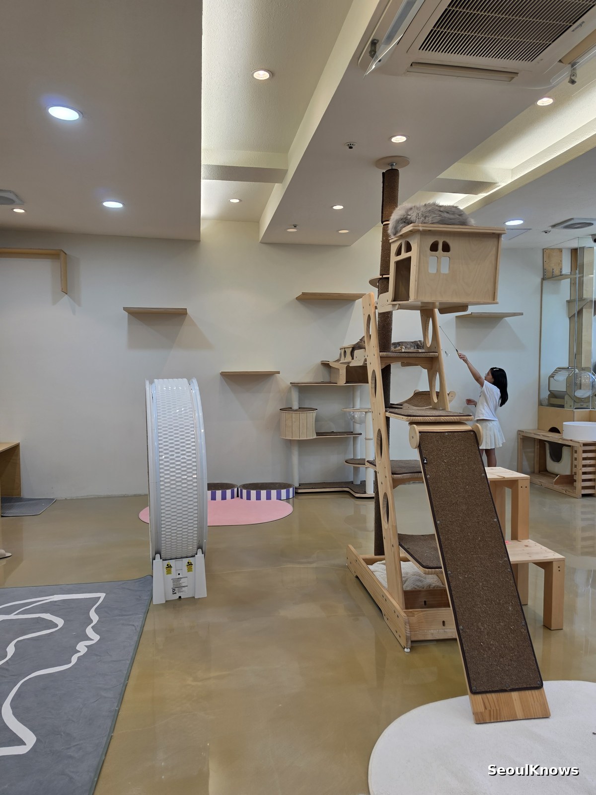 Inside a Korean cat cafe with wooden cat towers and a bright open floor