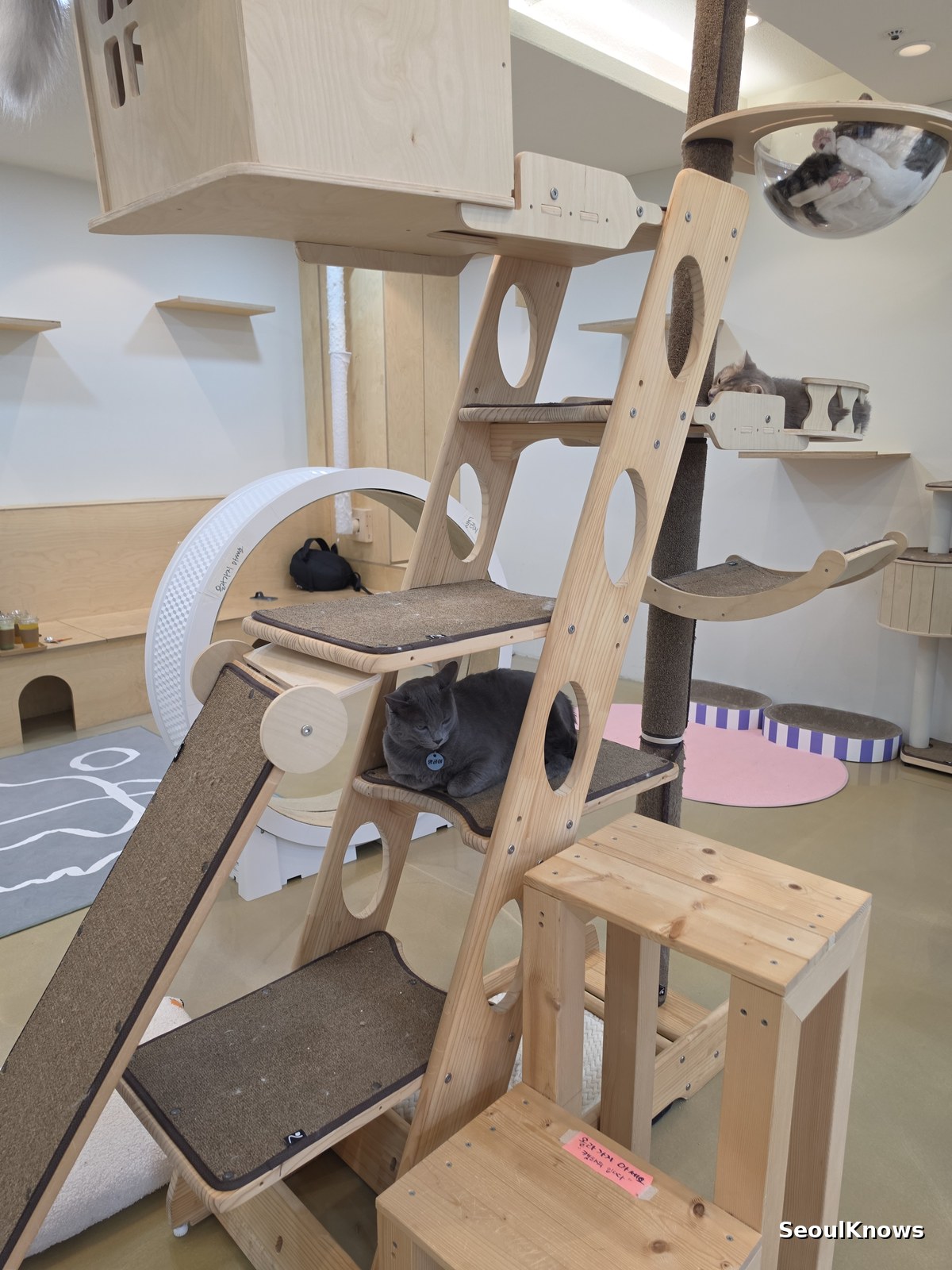 Tall wooden cat tower with platforms and tunnels in a Seoul cat cafe