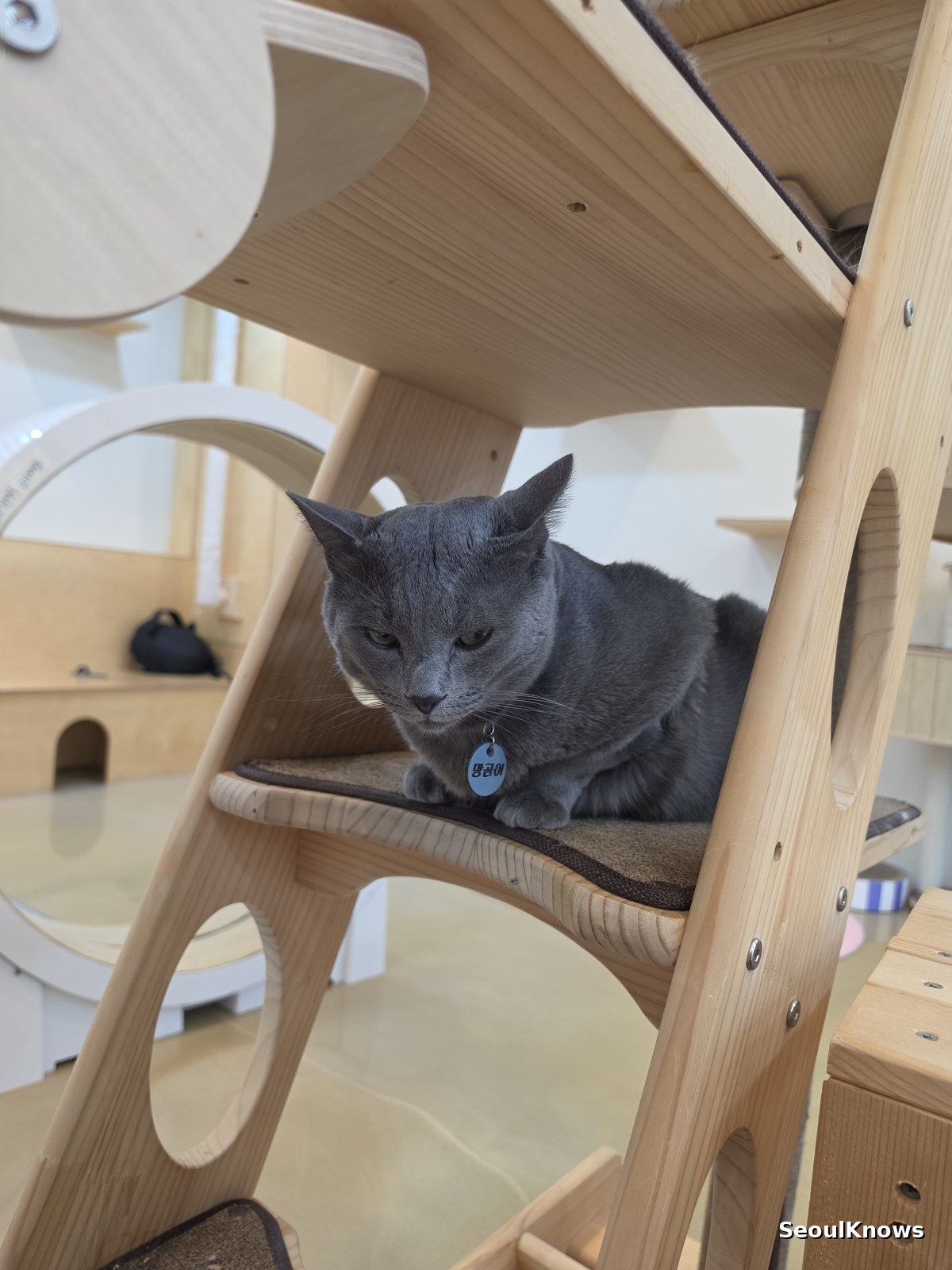 Grey cat sitting calmly on a wooden platform in a cat cafe in Korea
