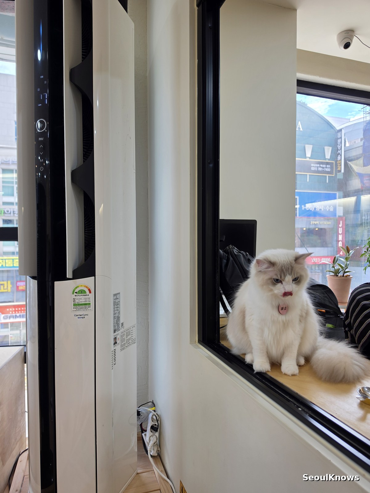 Long haired white cat sitting by a window in a Seoul cat cafe