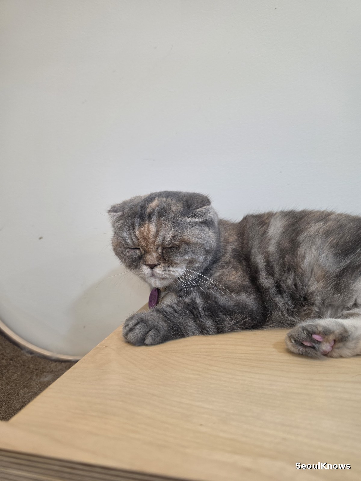 Scottish fold cat sleeping on a table in a cat cafe in Korea