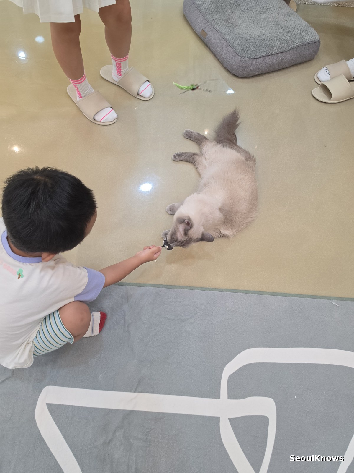 Child offering a treat to a cat lying on the floor of a cat cafe in Korea