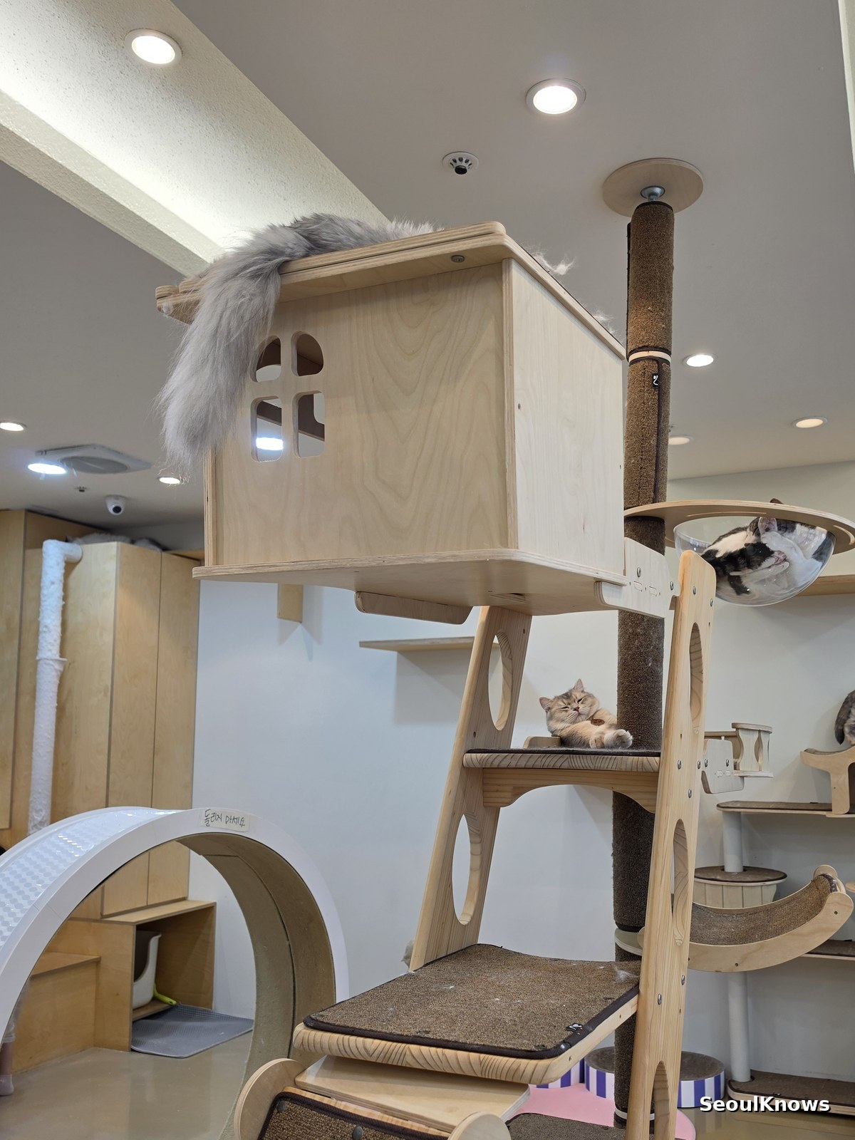 Cats resting on high shelves and walkways inside a Korean cat cafe