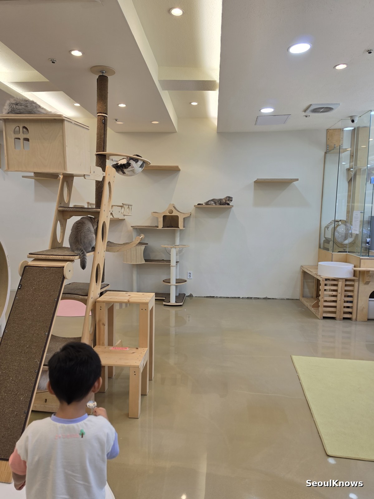 Child standing quietly watching cats in a Korean cat cafe